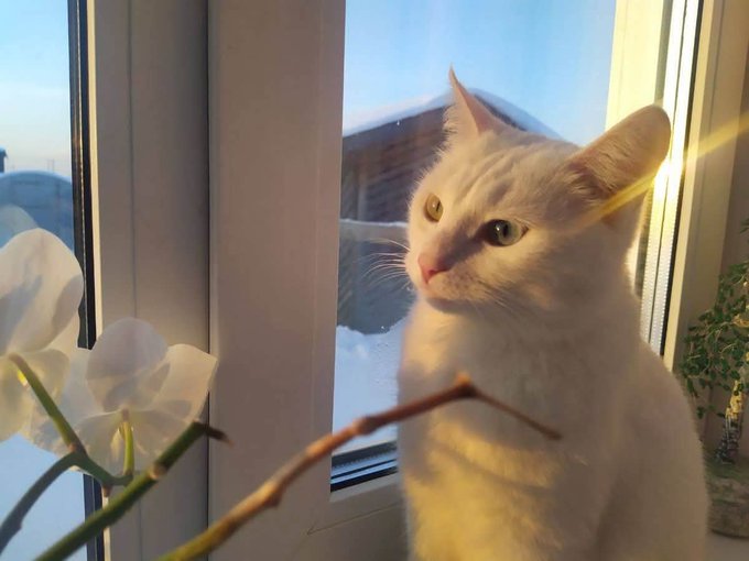 A white cat with green eyes sits by a window bathed in warm sunlight, with a white orchid in the foreground and a snowy outdoor view.