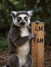 The image features a gray and white lemur standing next to a wooden sign that reads "GM #crypto". The lemur appears to be posing for the photo, with its front paws resting on the sign. The background of the image is filled with trees, providing a natural setting for this scene.