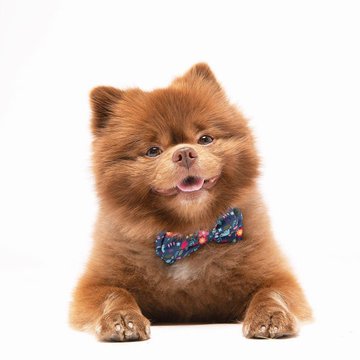 “What is $BERT?” starts with a real story, which is about a Pomeranian dog named Bertram who has over 380K Instagram followers. He has been featured on The New York Times and across various platforms for his unique appearance and charming personality.