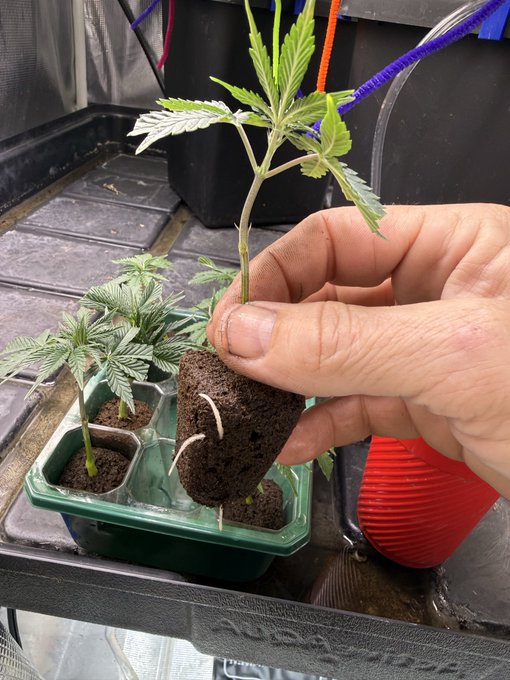 A hand holds up a cannabis seedling with a soil plug showing newly developed white roots, ready for transplanting into the green seedling tray below.
