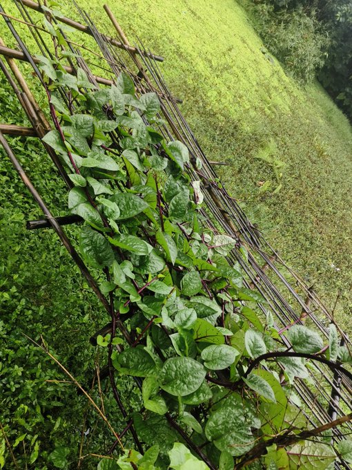 Climbing vines with green heart-shaped leaves grow up a bamboo trellis set against a grassy hillside in a tropical outdoor garden.