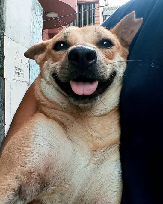 A close-up photo of a smiling tan dog with its tongue out, appearing to be held by someone wearing dark clothing, with a building and barred window in the background.