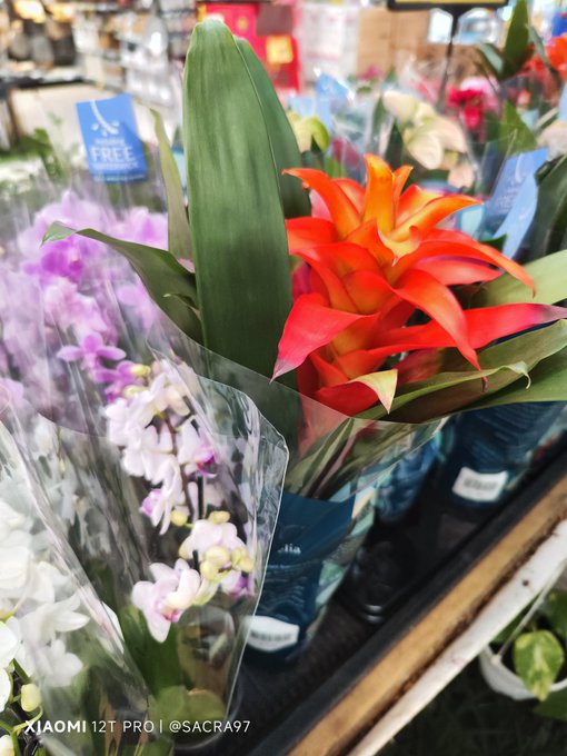 The image features a potted plant with red flowers, surrounded by other plants of various colors including purple and white. The potted plant has a clear plastic bag wrapped around its stem, which adds an interesting visual element to the scene. In the background, there is a sign that reads "free", possibly indicating a sale or promotion at a store.