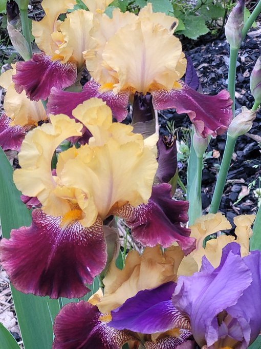 A vibrant cluster of bearded iris flowers in shades of golden yellow, deep maroon, and purple blooming in a garden bed.