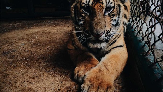 A close-up photograph of a tiger lying on dirt ground next to a chain-link fence enclosure, gazing directly at the camera.