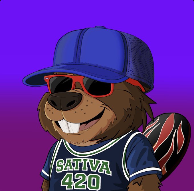 A cartoon beaver wearing a blue baseball cap, red sunglasses, and a jersey reading "SATIVA 420" smiles against a purple background.