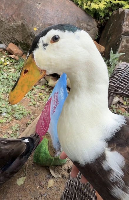 A close-up of a black and white duck with an orange beak being held by someone, with a blue and pink product tag attached near its neck, set against a garden background with stones and greenery.