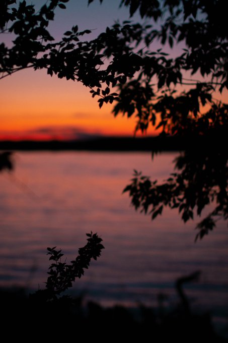 Silhouetted tree branches frame a tranquil sunset over a calm lake, with vibrant orange and pink hues reflecting on the water's surface.