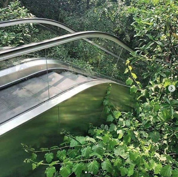 A modern metal pedestrian bridge with curved handrails and glass panels winds through a dense, lush green forest.