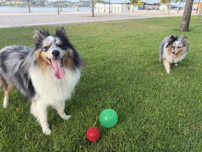 Two fluffy tricolor (black, white, and tan) Shetland Sheepdogs standing on a grassy park area near a beach, with two spiky balls (one green and one red) in the foreground.