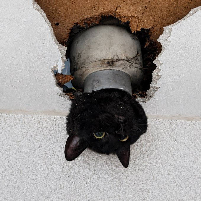 A black cat's head is visible poking through a broken hole in a white ceiling, with a pipe fitting visible above.