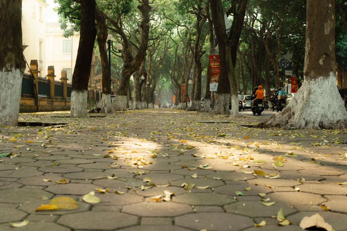 A low-angle shot of a tree-lined sidewalk paved with hexagonal tiles, scattered with fallen yellow leaves in dappled sunlight.