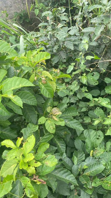 A photograph of dense green foliage and leafy plants growing in a natural outdoor setting.