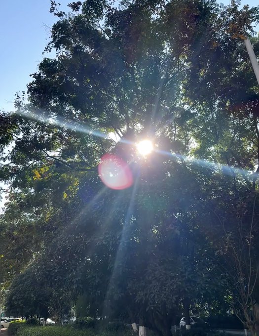 Sunlight bursts through the dense canopy of a large tree, creating dramatic lens flares against a clear blue sky.