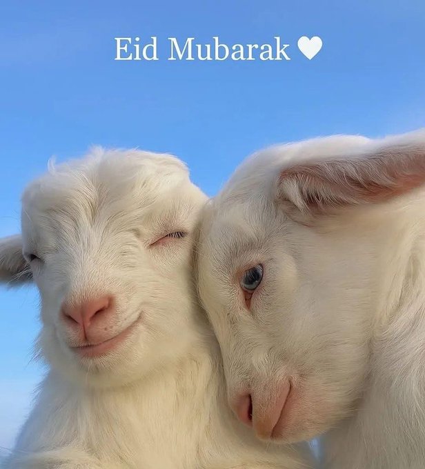 The image features two white goats standing next to each other against a blue sky background. The goats are positioned close together with their eyes closed, giving off a sense of closeness or companionship. The caption below the image reads "Good morning, Happy Eid ul Adha Mubarak my Friends @XOOBNetwork final days. No mistakes. Show up daily. Be precise with @3look_io = @useTria brings Real adoption = grandma uses an app, sends money globally, never knows blockchain ran it."