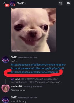 A Discord chat screenshot from the user 'SafZ' features a meme image of a smiling chihuahua, with the top message containing three OpenSea collection links, the last of which 'cashcats' is circled in red.