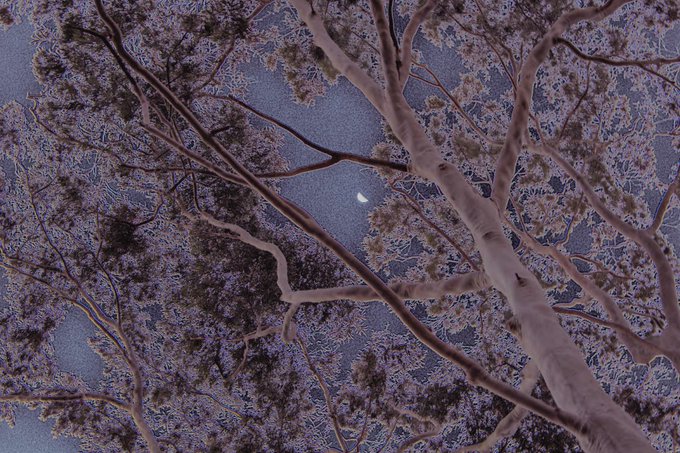 A stylized image of tree branches and foliage against a dark sky with a small crescent moon visible through the canopy, rendered in cool blue and purple tones.