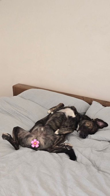 A small black and tan dog sleeps on its back on a light blue bed, with a pink flower emoji covering a detail.