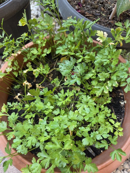 A terracotta pot filled with green leafy plants, possibly parsley or celery, sits on a stone surface.
