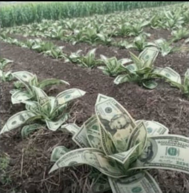 A surreal image showing dollar bills growing like plants from soil in a field, with a $20 bill prominently featured in the foreground plant.