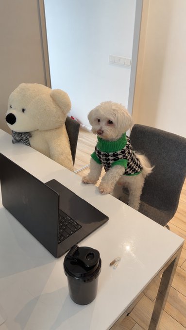 A small white dog wearing a green and black houndstooth sweater sits at a white desk next to a black laptop, a teddy bear, and a black protein shaker.