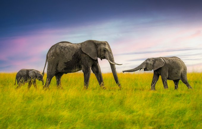 Three elephants, including a baby, walk through tall green grass under a colorful sunset.