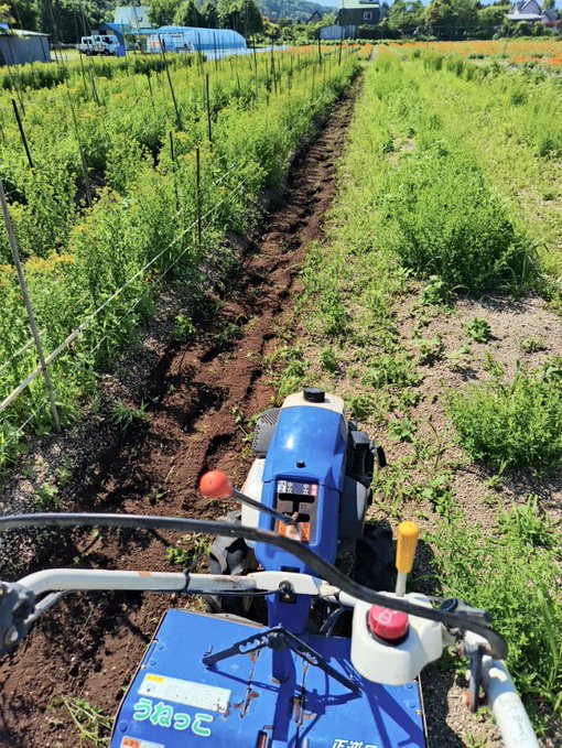 A first-person view from a blue walk-behind tractor (labeled 'まさお' Masao) tilling a dirt path through a field of green crops under a clear sky.