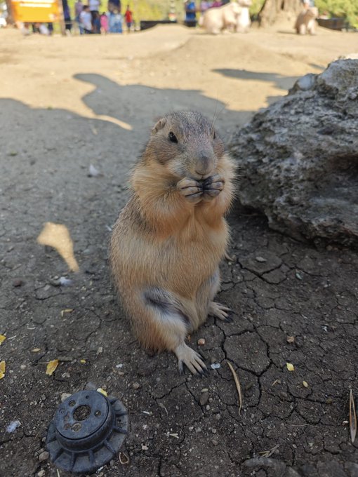 A fluffy prairie dog stands upright on its hind legs, holding its paws near its mouth in a cute pose, with a large rock and blurred figures in the background.
