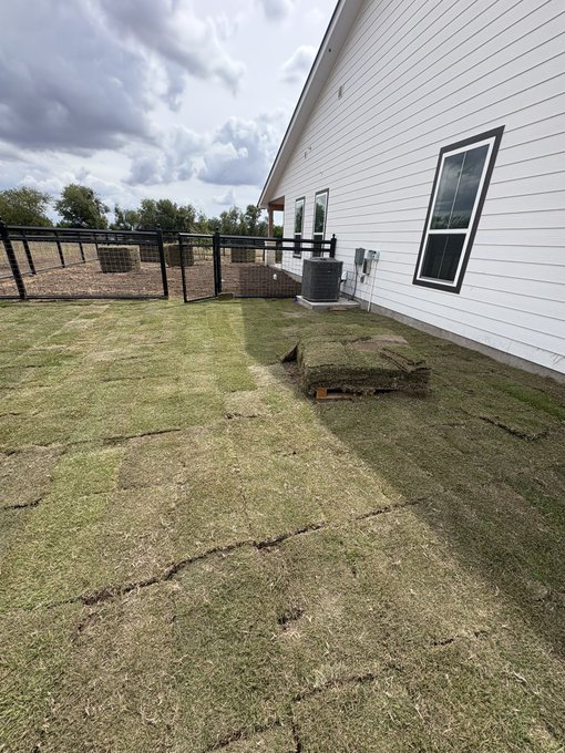 Backyard scene showing a freshly laid sod lawn next to a white-sided house, with rolls of turf waiting to be installed and a black chain-link fence in the background.