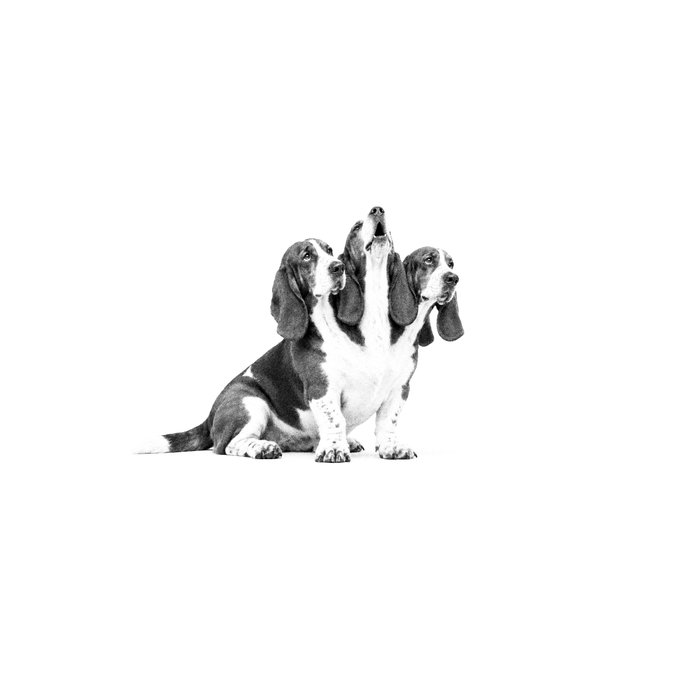 A black and white illustration of a Basset Hound dog with three heads sitting against a white background.