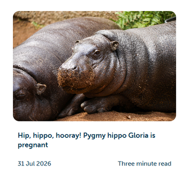 A news article preview shows two pygmy hippos lying on dirt with the headline 'Hip, hippo, hooray! Pygmy hippo Gloria is pregnant,' dated 31 Jul 2026, noting a three-minute read.