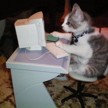 A gray and white kitten sits at a miniature computer desk, with its paws resting on a tiny keyboard, seemingly "flexing" its online presence. The whimsical image humorously ties into the post's request to showcase $CATZ tokens, using the cat as a playful mascot for the crypto giveaway.