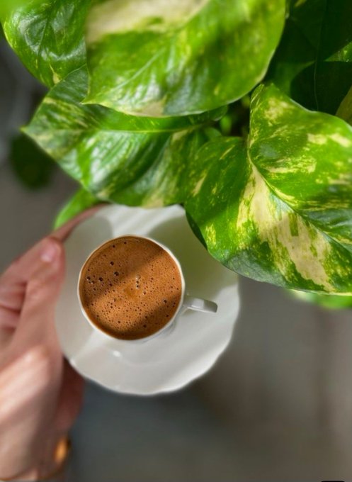 Overhead view of a hand holding a white espresso cup filled with coffee, placed on a saucer next to a large variegated pothos plant with green and cream-colored leaves.
