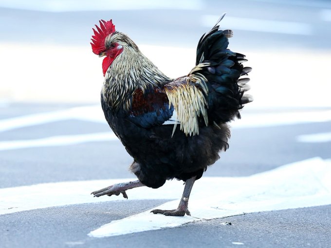 A photograph of a rooster with striking black, white, and brown plumage and a bright red comb crossing a street on a white crosswalk line.