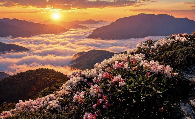The image features a beautiful view of a mountain range with a sunset, surrounded by clouds. The sun is setting behind the mountains, creating a stunning backdrop for the scene. In the foreground, there are flowers blooming at the base of the mountain, adding a touch of color and life to the landscape. The post includes a link to a website called @useTria, which could be related to the flowery background or possibly something else entirely.