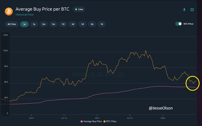 A Whale Alert dashboard displays the "Average Buy Price per BTC" chart over a 3-year period, with BTC Price (orange) and Average Buy Price (pink) lines, showing the current BTC price circled in yellow dropping below the average buy price line, supporting the claim that BTC's average buy price has fallen to $52,238.