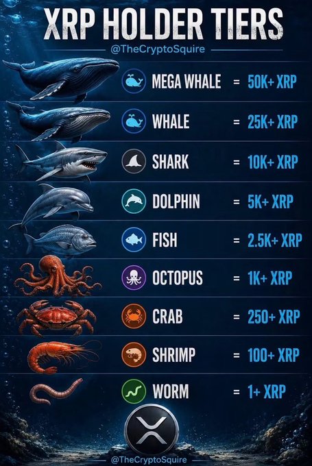 Infographic titled 'XRP HOLDER TIERS' by @TheCryptoSquire showing ocean-themed categories from Worm (1+ XRP) to Mega Whale (50K+ XRP), using sea creatures like octopus, crab, shrimp, fish, dolphin, shark, whale, and blue whale as visual representations.