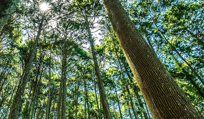 The image shows a forest with tall trees, including a large tree trunk that stands out among them. The sun shines brightly through the leaves of the trees, creating a beautiful scene. The photo captures the essence of nature and highlights the importance of preserving our environment for future generations.