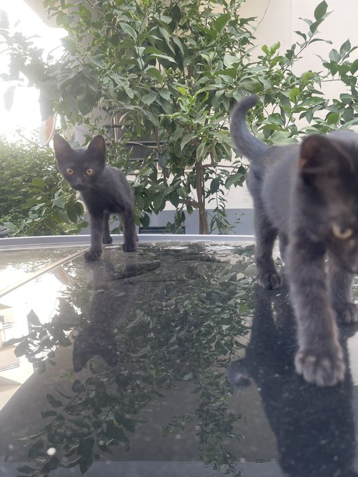 Two gray kittens standing on a reflective black surface, with one kitten looking at the camera and green foliage in the background.