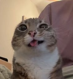 A close-up of a gray and white cat looking up at the camera with wide eyes and its mouth slightly open in an adorable, surprised expression.