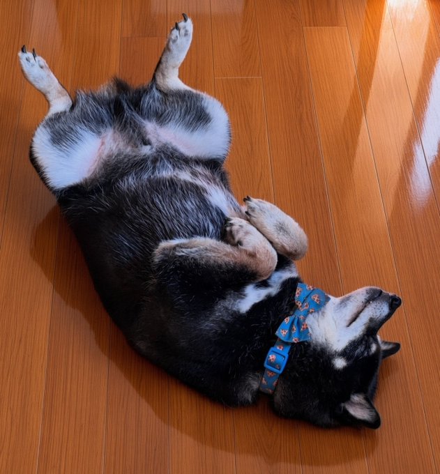 A black and white dog wearing a blue collar lies on its back, belly-up, on a wooden floor.