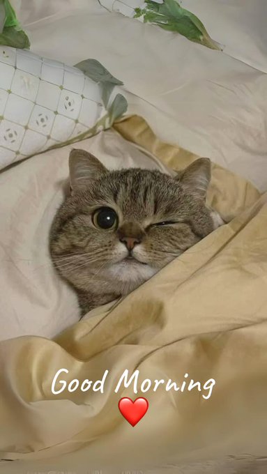 An adorable tabby cat peeks out from under a beige blanket with a winking expression, accompanied by the text 'Good Morning' and a red heart emoji.