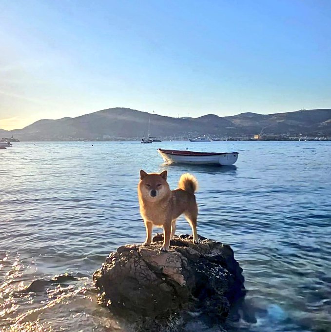 Shiba Inu dog standing on a rock at the edge of a calm sea with a small white boat floating in the background and mountains on the horizon during golden hour.