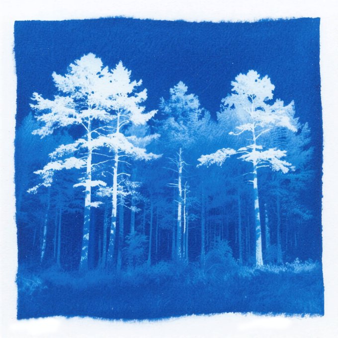 A cyanotype print showing silhouettes of tall pine trees against a deep blue background, with the trees appearing as white and light blue negative images on a textured paper with deckled edges.