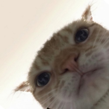 A close-up photo of an orange tabby cat looking up at the camera with wide eyes.