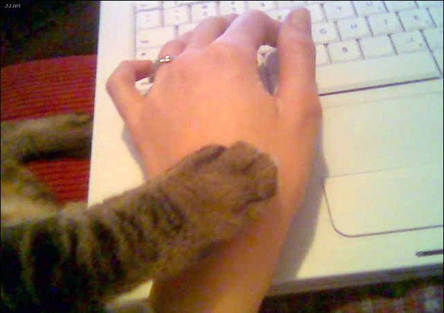A tabby cat's paw rests on a person's hand while they type on a white laptop keyboard.