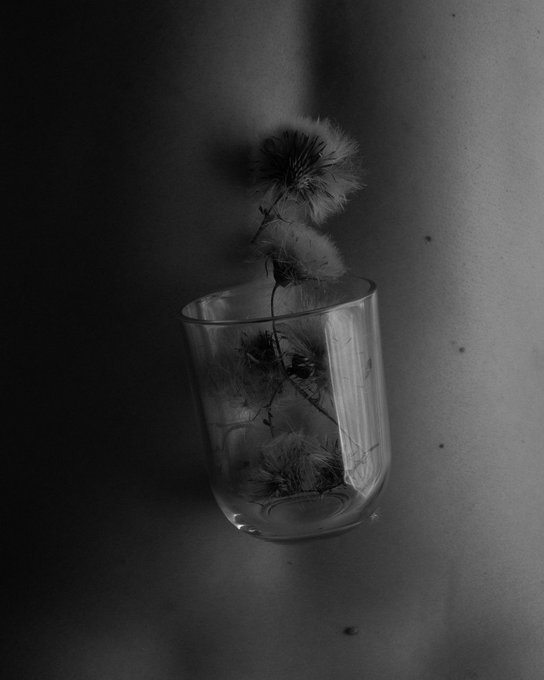 A black and white photograph of wilted dandelions placed inside a clear glass, casting soft shadows on a textured wall.