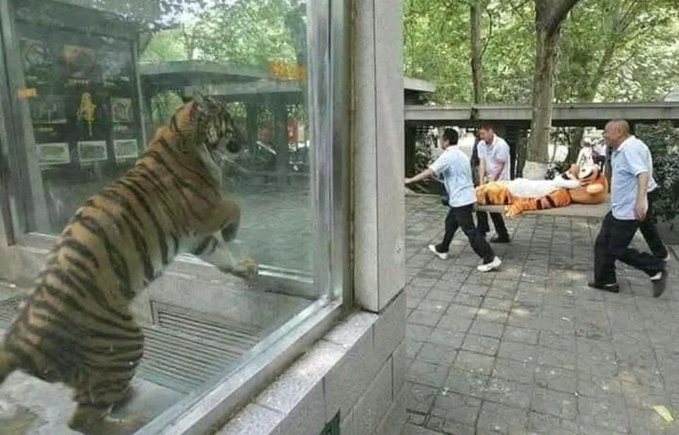 A tiger inside a glass enclosure watches as four men carry another tiger away on a stretcher in a zoo setting.