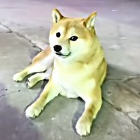 A Shiba Inu dog lying flat on a concrete surface, looking up with a calm expression.