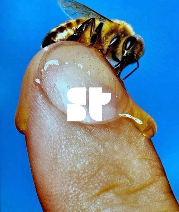 A close-up photograph of a honeybee perched on a fingertip, overlaid with a white "st" logo in the center of the image.